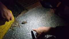 Cheirotonus formosanus