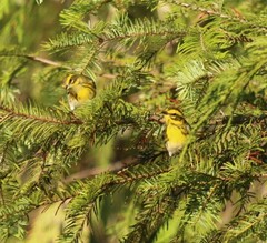 Setophaga townsendi