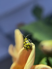 Diabrotica undecimpunctata