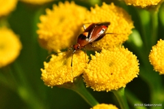 Deraeocoris ruber