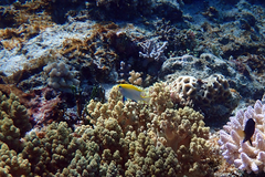 Neoglyphidodon melas