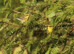 Setophaga townsendi