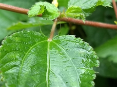 Triumfetta rhomboidea