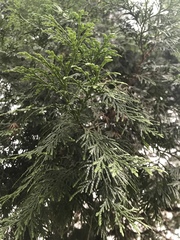 Calocedrus formosana