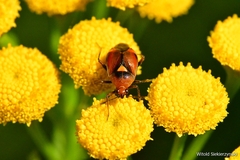Deraeocoris ruber