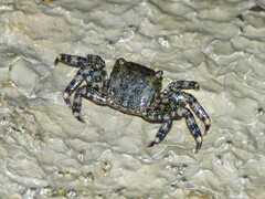 Pachygrapsus marmoratus
