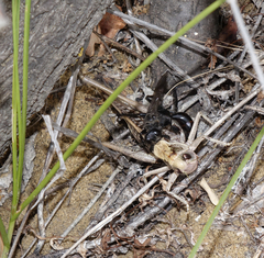 Decticus verrucivorus