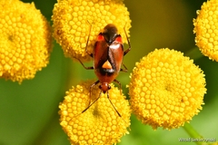 Deraeocoris ruber
