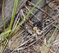 Decticus verrucivorus