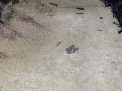 Anaxyrus americanus