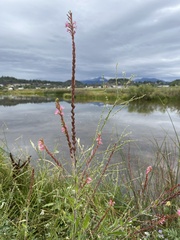 Oenothera curtiflora