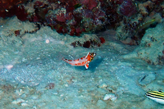 Macropharyngodon choati