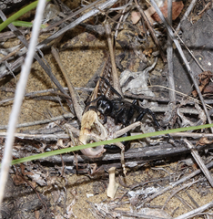 Decticus verrucivorus