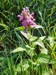 Stachys palustris