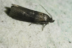 Phycitini