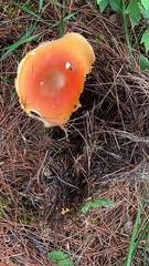 Amanita muscaria