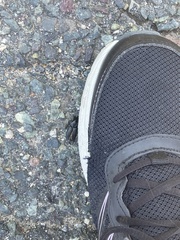 Pterostichus melanarius