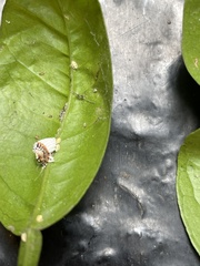 Insecta