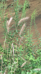 Elymus canadensis