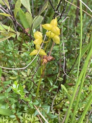 Scheuchzeria palustris