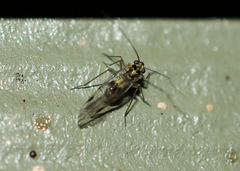 Psocidae