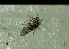 Psocidae