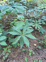 Medeola virginiana