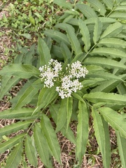 Sambucus ebulus