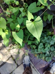 Fallopia convolvulus