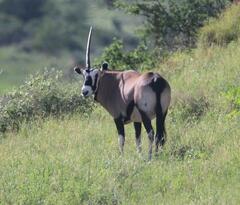 Oryx gazella