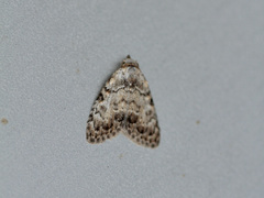 Meganola strigula