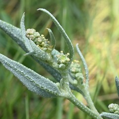 Atriplex patula