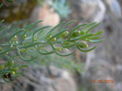 Thesium linophyllon
