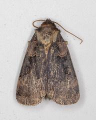 Pseudohermonassa bicarnea