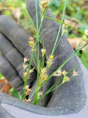 Juncus tenuis