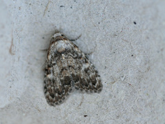 Meganola strigula