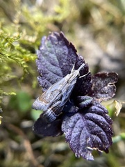 Microcrambus