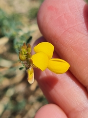 Adenocarpus complicatus