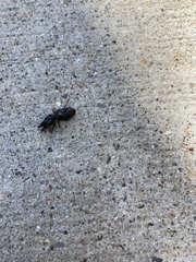 Scarites subterraneus