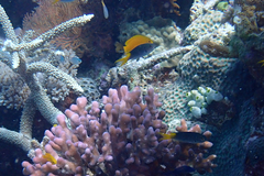 Neopomacentrus azysron