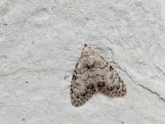 Meganola strigula