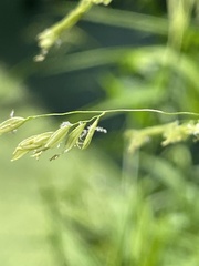 Leersia oryzoides