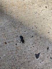 Scarites subterraneus