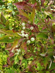 Cornus racemosa