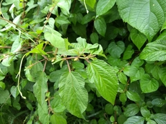 Triumfetta rhomboidea