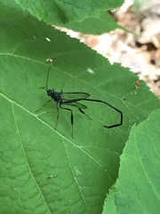 Pelecinus polyturator