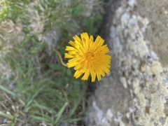Cichorieae