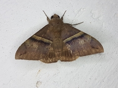 Erebidae