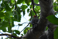Melanerpes radiolatus