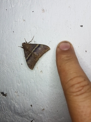Erebidae
